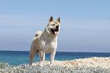 AKITA AMERICAIN 090
